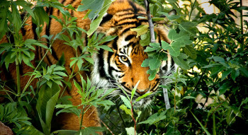 Wild Odessey Of Kanha & Pachmarhi