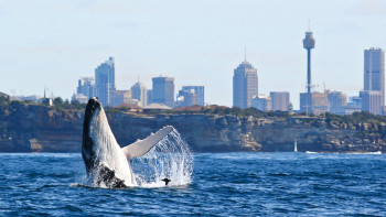 Splendid Sydney Escape – Harbour & City Highlights
