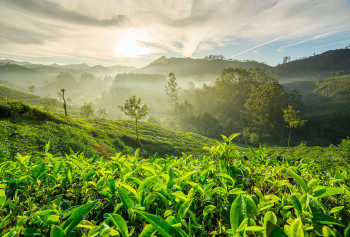 Weekend In Munnar & Thekkady