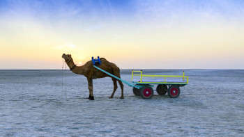 Gleeful Rann Of Kutch