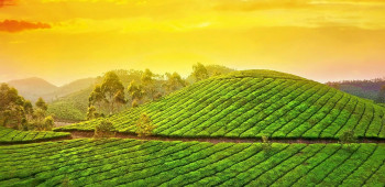 Charismatic Cochin
