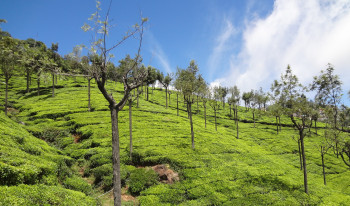 Magical Coorg With Ooty (Ex.Delhi)