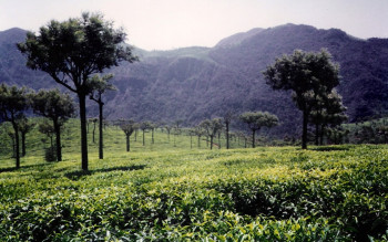 Short Trip To Ooty (Ex.Delhi)