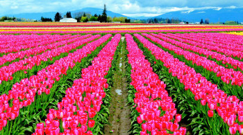 Elegant Kashmir