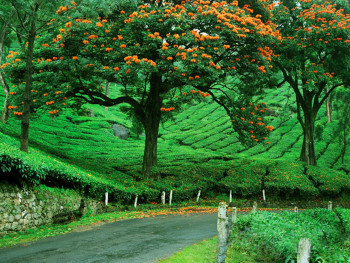 An Enjoyable Kerala (Ex.Mumbai)