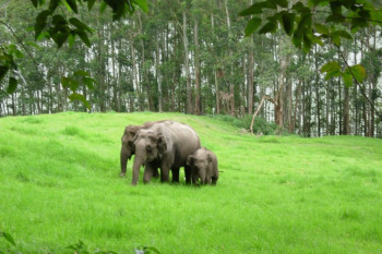 Dazzling Munnar & Thekkady (Ex.Mumbai)