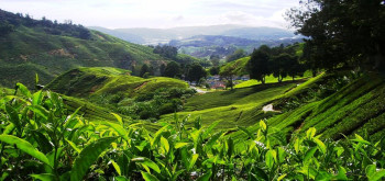 Dazzling Munnar & Thekkady (Ex.Delhi)