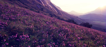 Dazzling Munnar & Thekkady Ex.Hyderabad