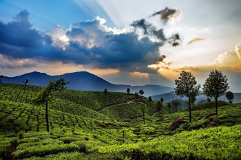 An Enjoyable Munnar