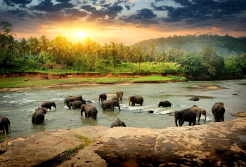 Sri Lanka Classic Island Journey