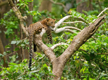 Best Of Coorg With Kabini