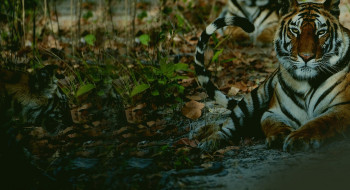 Weekend Trip To Bandhavgarh