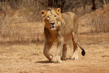 Fascinating Gir And Bhuj