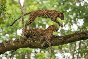 Beautiful Kabini With Wayanad