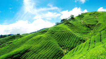 Marvels Of Kerala