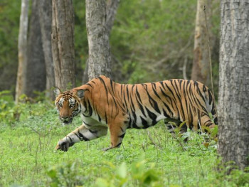 Blissful Mysore & Bandipur