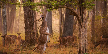 Blissful Mysore & Bandipur