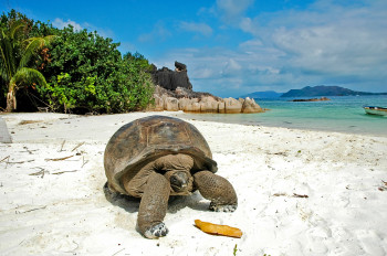 Seychelles Luxury Honeymoon Retreat