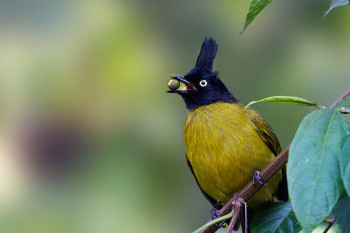 Wildlife Tour To South India