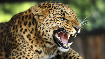 Adventurous Holiday In Madhya Pradesh