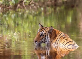 Adventurous Holiday In Madhya Pradesh