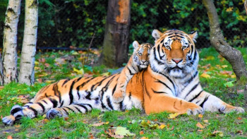 Short Trip To Corbett