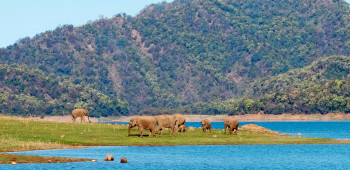 Beautiful Corbett