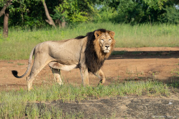 Beaches And Wildlife Of Gujarat