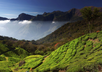 Pearls Of Kerala