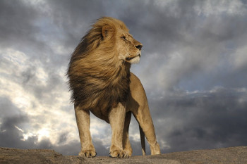 Trip To Gir National Park