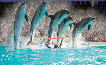 Dubai Fully Loaded – Adventure, Shopping & Attractions