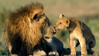 Pilgrimage With Wildlife & Beach