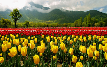 Fabulous Kashmir
