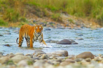 Majestic Uttarakhand