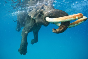 SENSATIONAL ANDAMAN