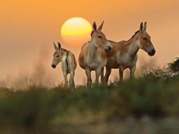Wonderful Gujarat