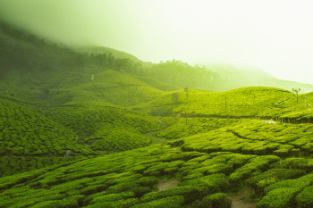 Captivating South India