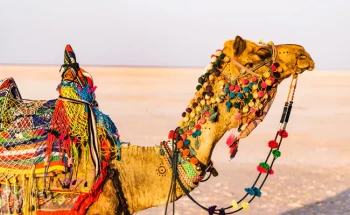 Heritage Bhuj With Dhordo