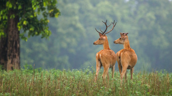 Wildlife With A Taste Of City