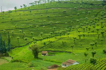 Delights Of South India With Tirupati