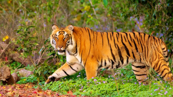 Captivating Uttarakhand
