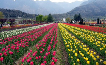 Dreamy Kashmir Vacation