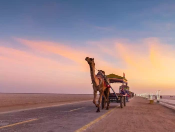 Delights Of Rann Utsav