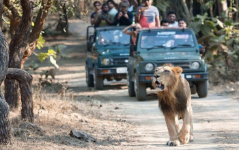 Delights Of Gujarat