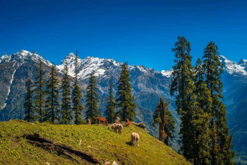 Delights Himachal With Kasol